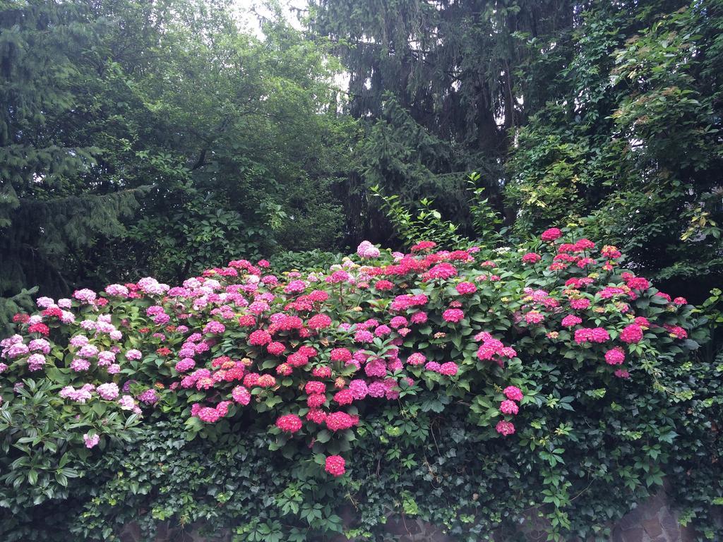 Exquisites Gartenapartment In Eleganter Jugendstilvilla ウィーン エクステリア 写真
