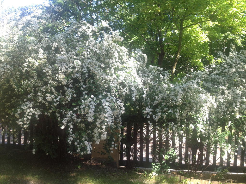Exquisites Gartenapartment In Eleganter Jugendstilvilla ウィーン エクステリア 写真